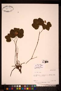 Rubus chamaemorus image