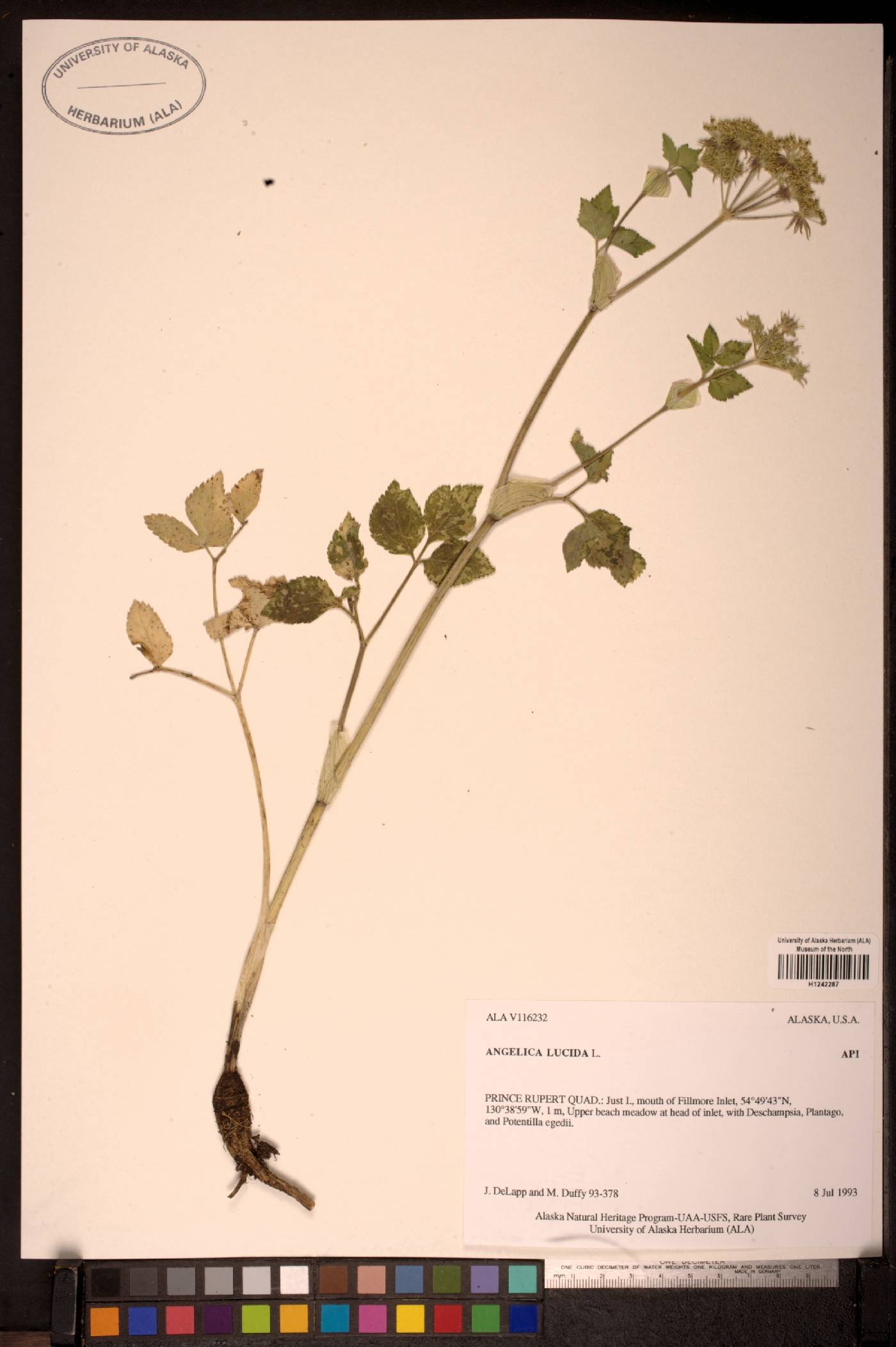 Angelica lucida image