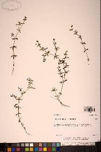 Galium trifidum subsp. trifidum image