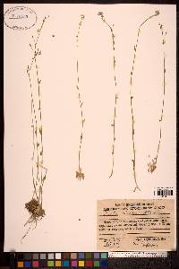 Draba cinerea image