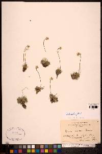 Draba cinerea image