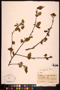 Betula papyrifera image