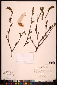 Betula papyrifera image