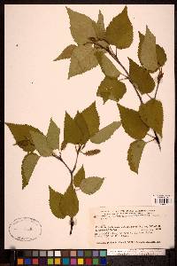 Betula papyrifera image