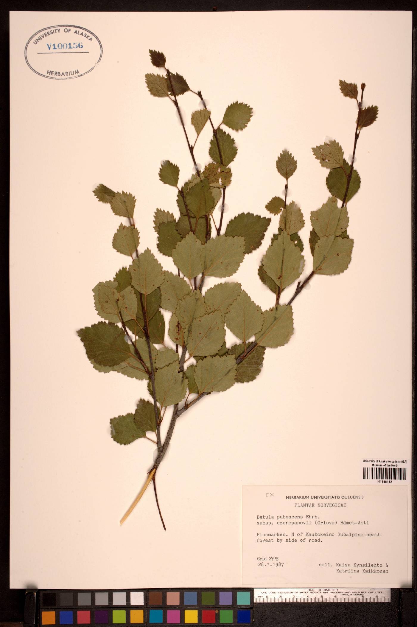 Betula pubescens image