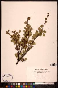 Betula pubescens image