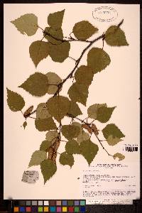 Betula pubescens image