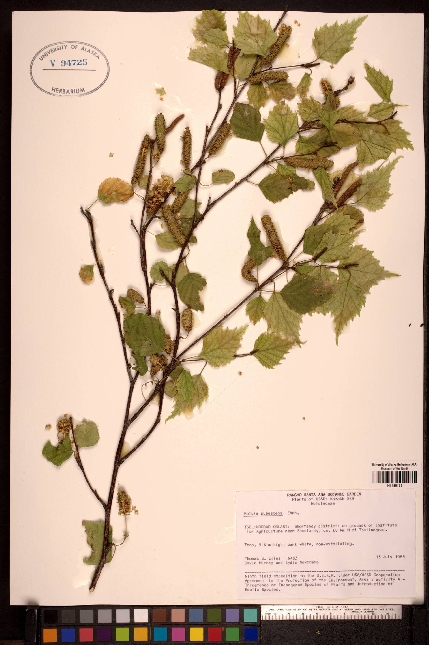 Betula pubescens image