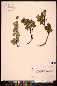 Betula pumila image