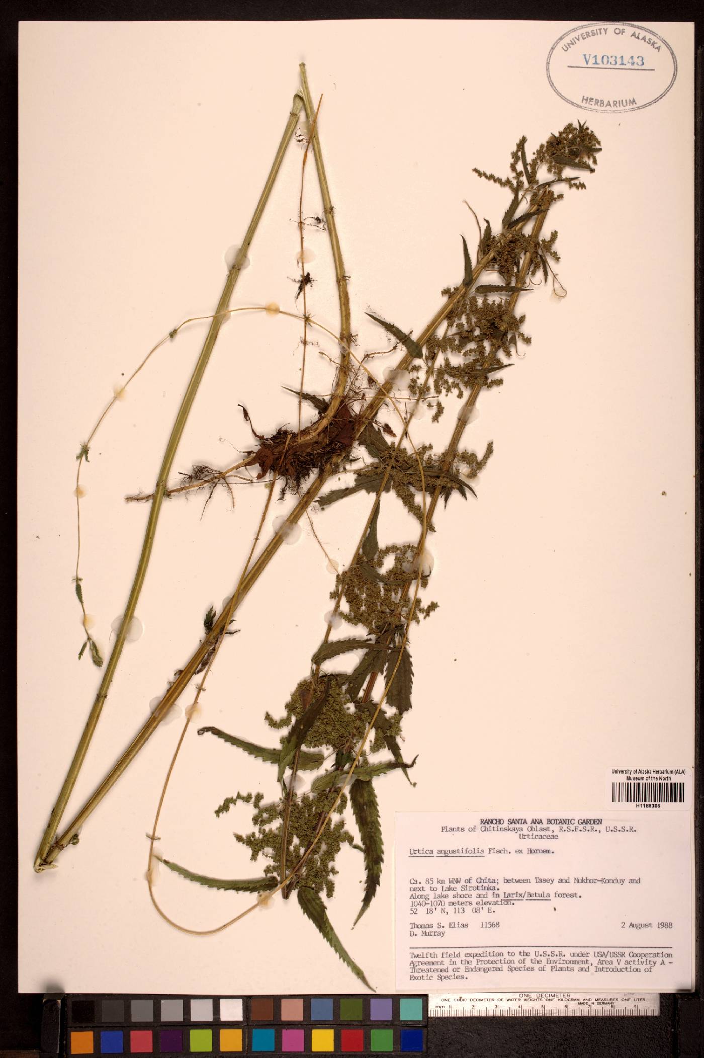 Urtica angustifolia image