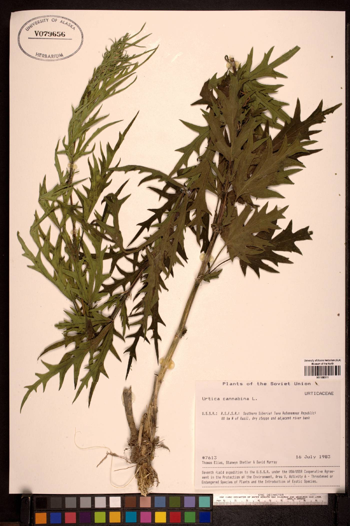 Urtica cannabina image