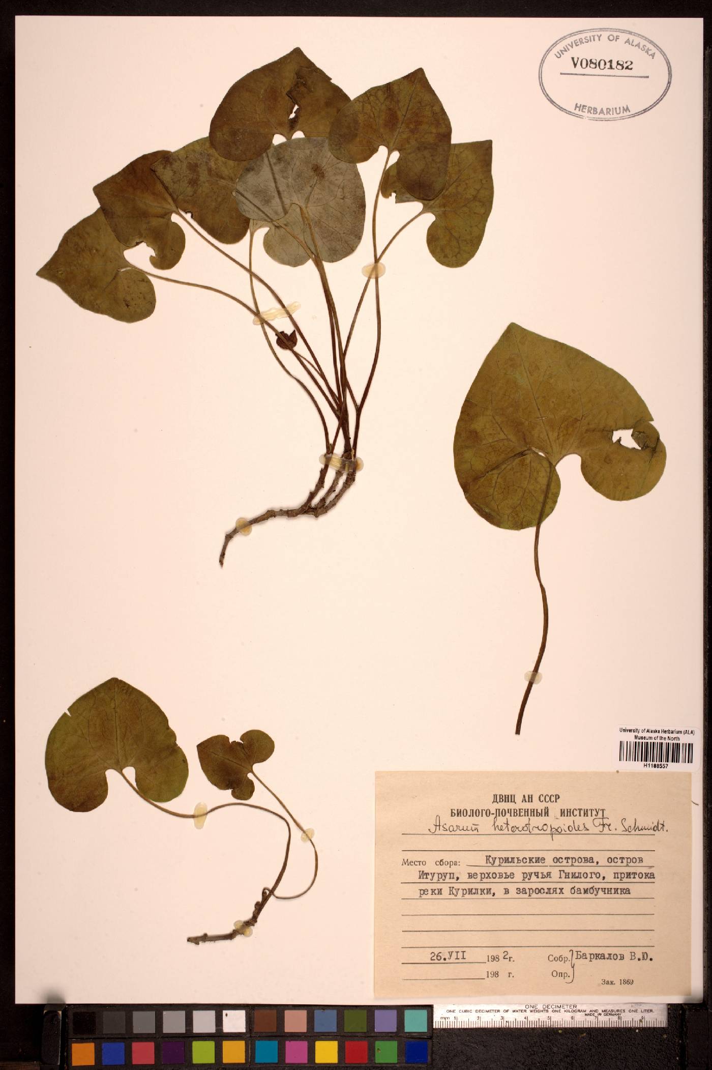 Asarum heterotropoides image