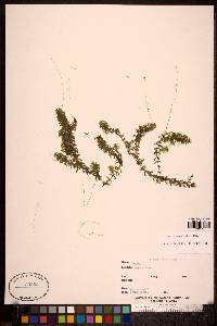 Elodea canadensis image