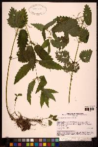 Urtica angustifolia image