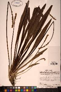 Plantago macrocarpa image