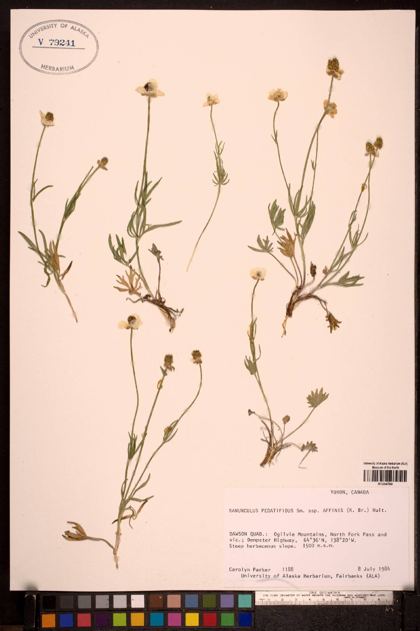 Ranunculus pedatifidus var. affinis image