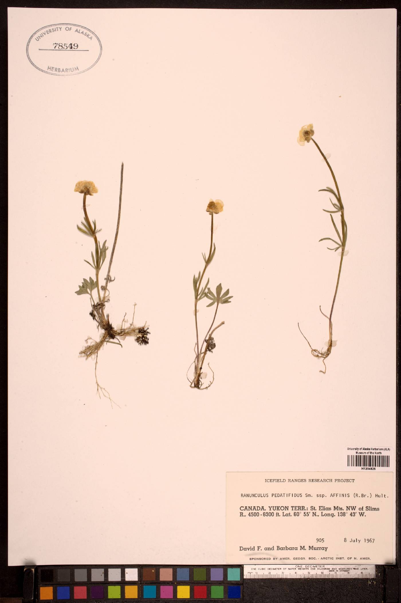 Ranunculus pedatifidus var. affinis image