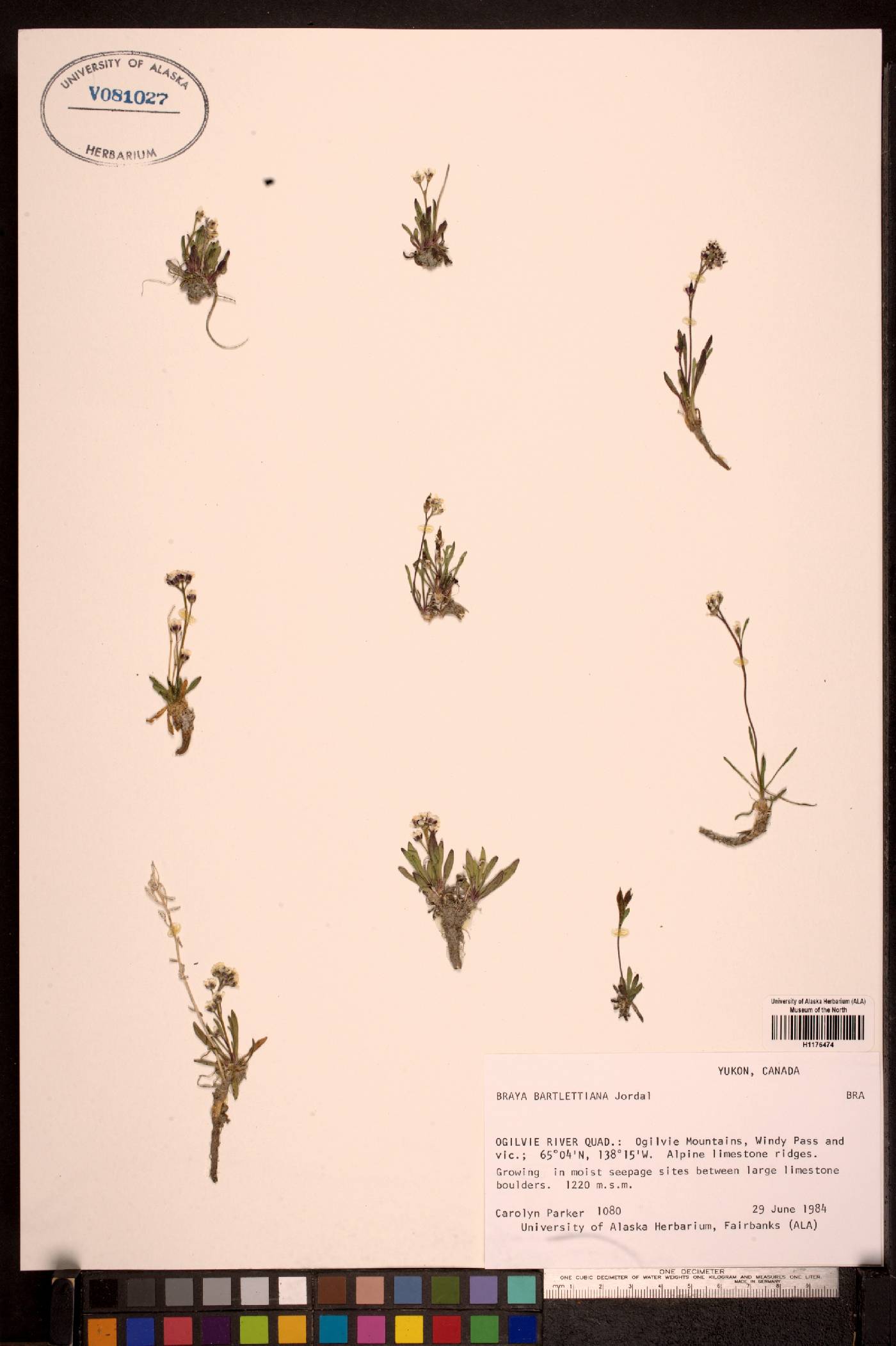 Braya bartlettiana image