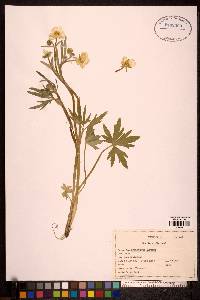 Ranunculus turneri image