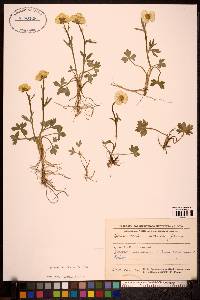 Ranunculus turneri image