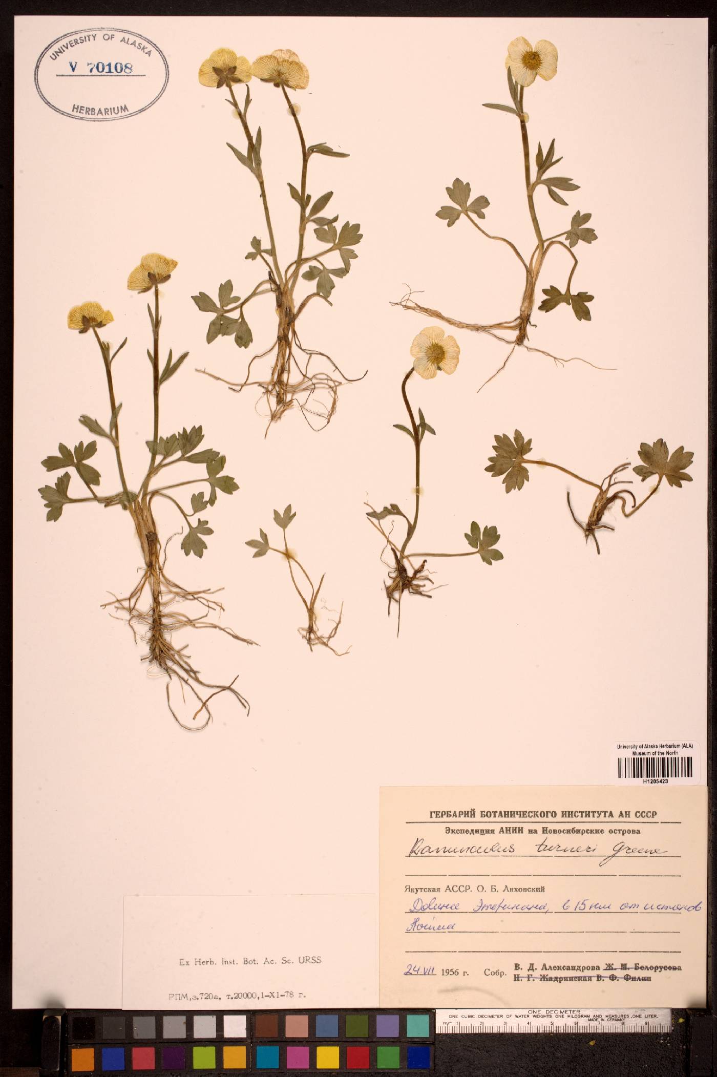 Ranunculus turneri image