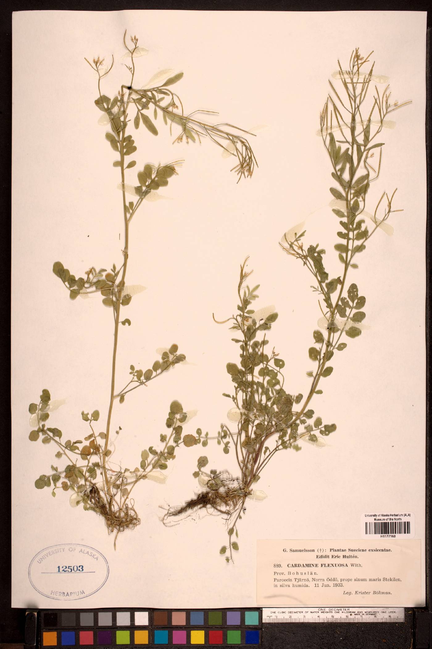 Cardamine flexuosa image