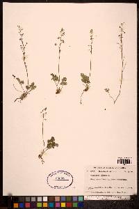 Thalictrum alpinum image