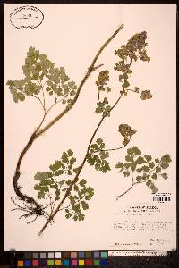 Thalictrum occidentale image