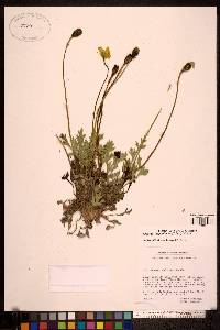 Papaver lapponicum image