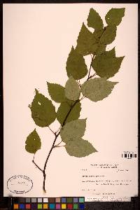 Betula papyrifera image