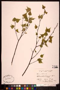 Betula populifolia image