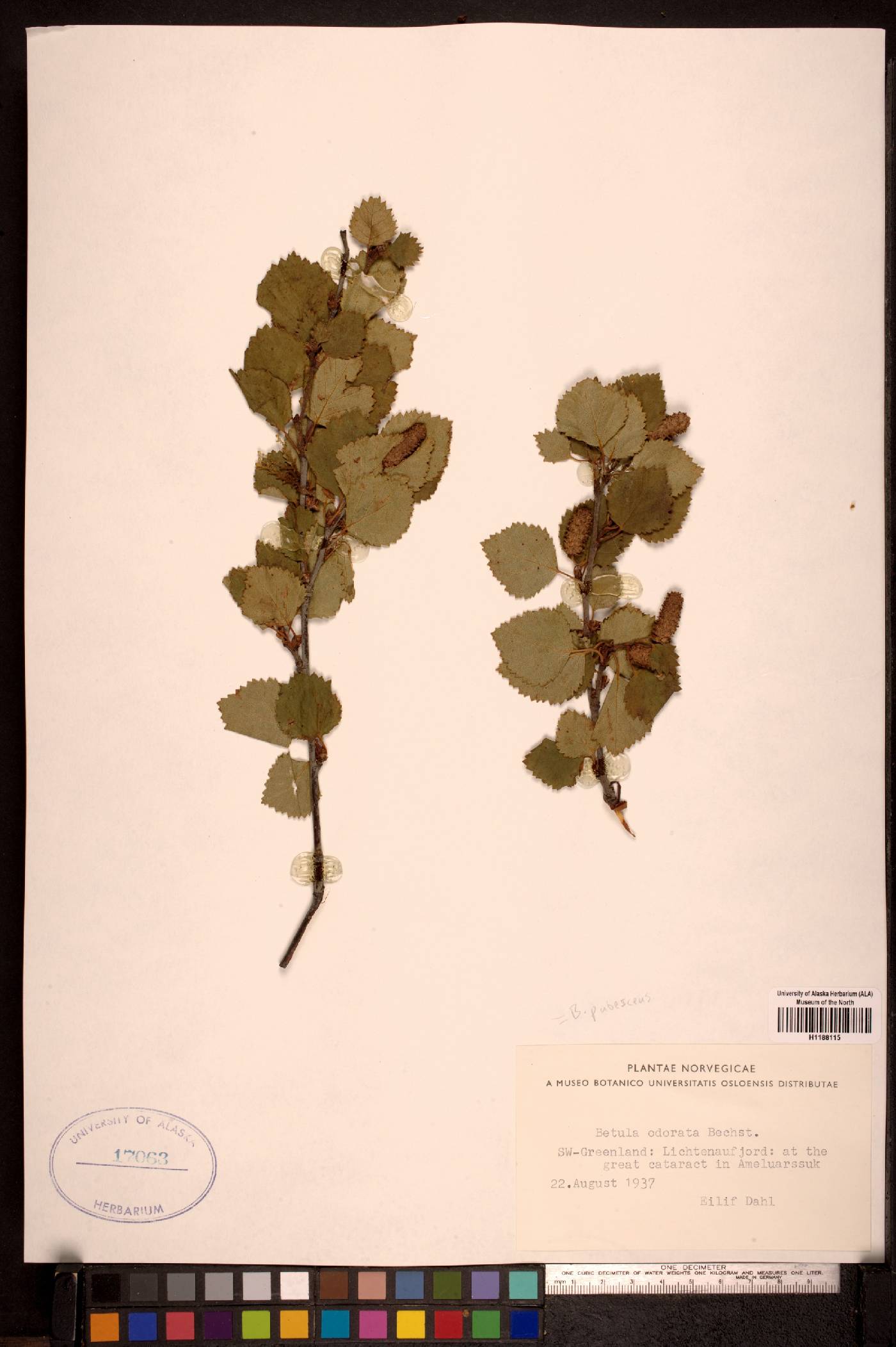 Betula pubescens image