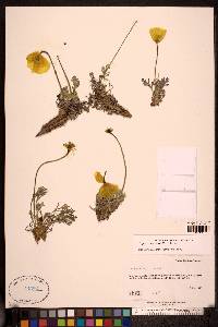 Papaver mcconnellii image