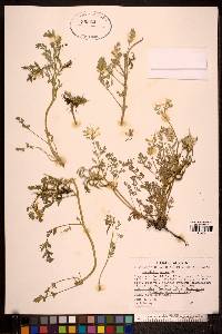 Corydalis aurea image