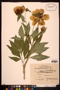 Paeonia lactiflora image