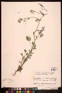 Capnoides sempervirens image