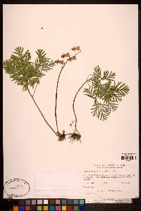 Dicentra canadensis image