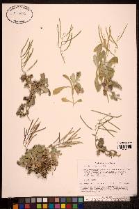 Arabis caucasica image