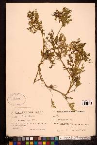 Corydalis aurea image