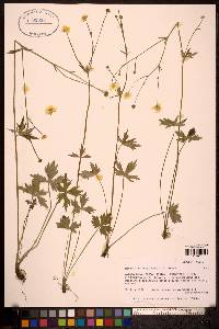 Ranunculus propinquus image
