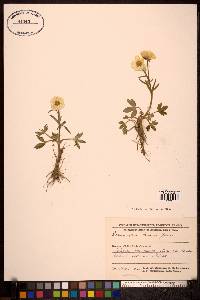 Ranunculus turneri image