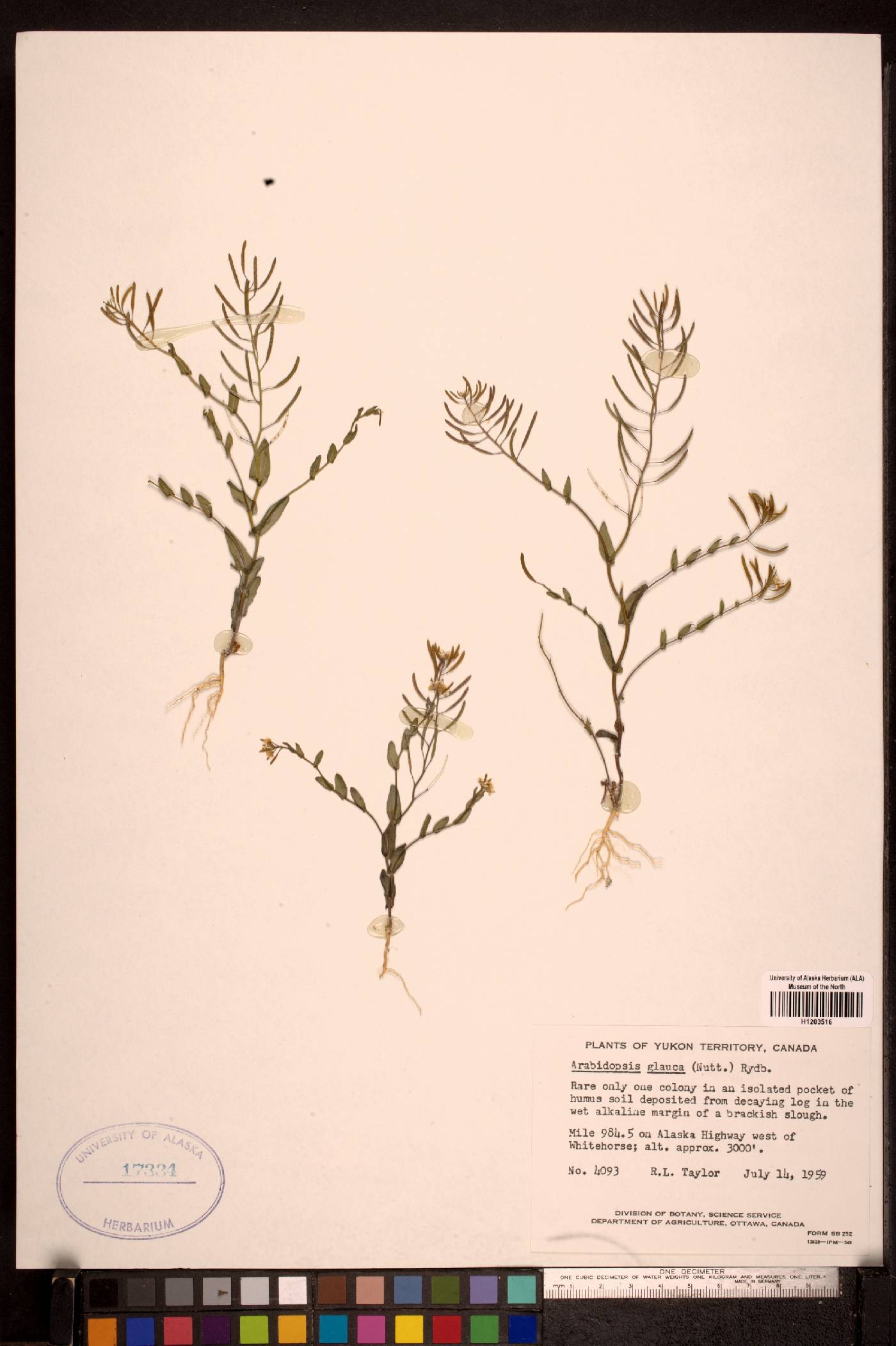 Arabidopsis glauca image