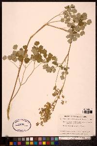 Thalictrum occidentale image