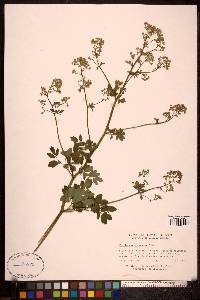 Thalictrum polygamum image