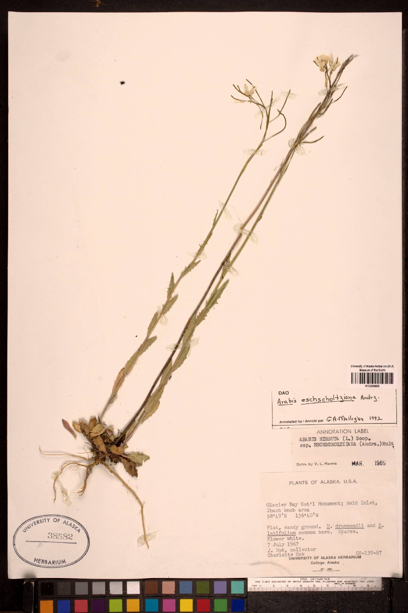 Arabis eschscholtziana image