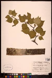 Betula papyrifera image