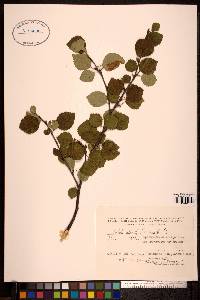 Betula pubescens image