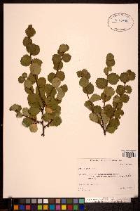 Betula pumila image