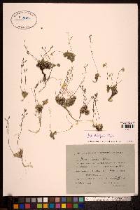 Draba fladnizensis image