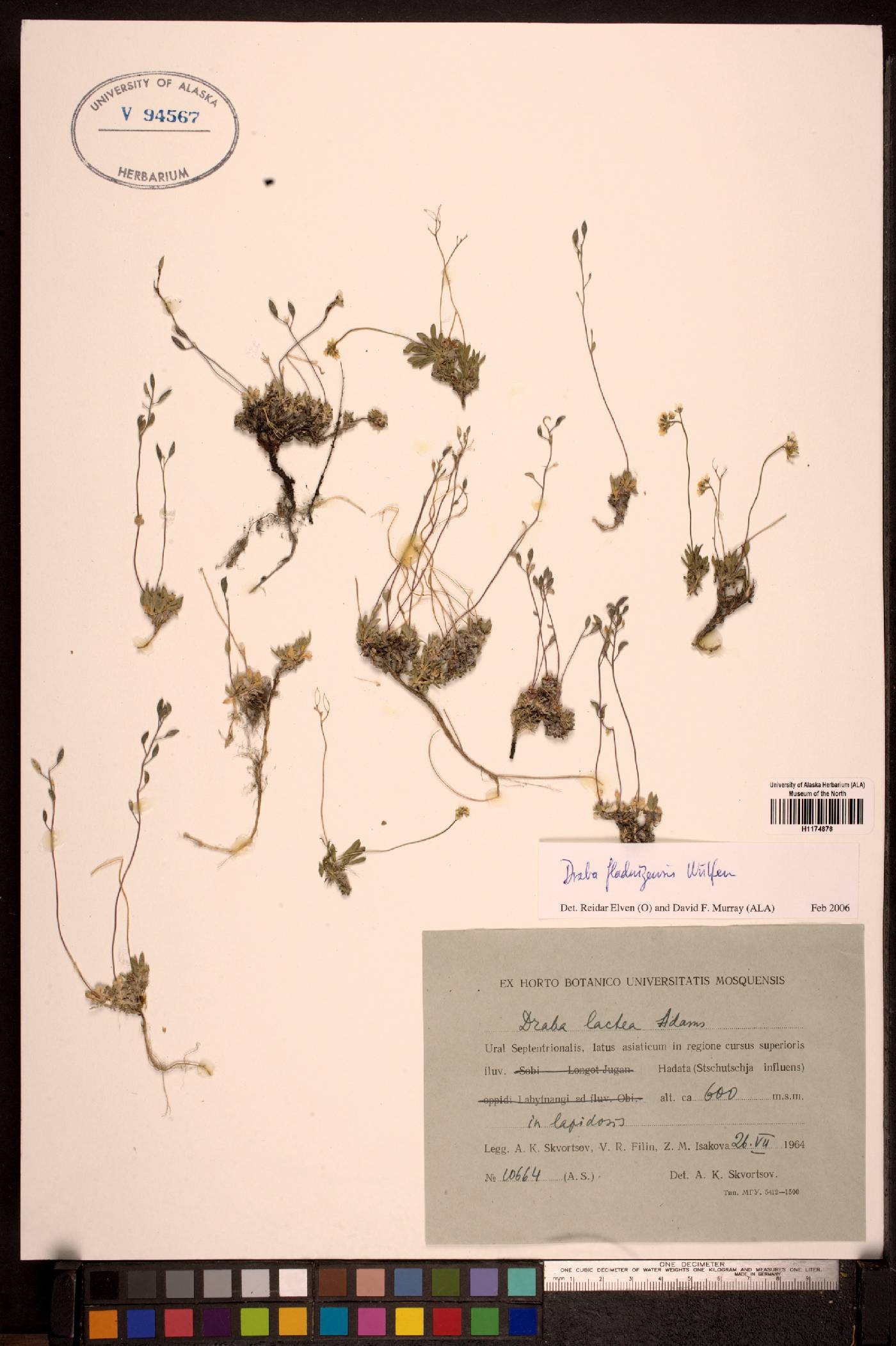 Draba fladnizensis image